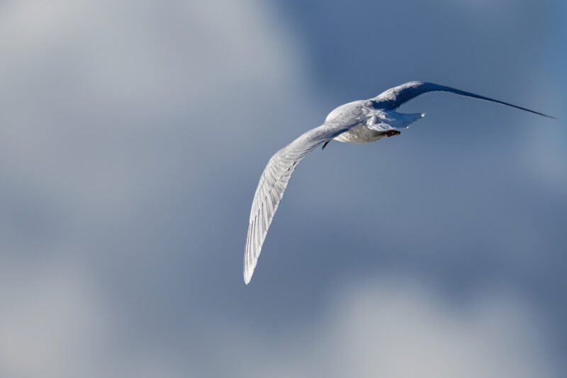Mouette pygmée